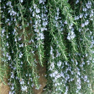 Rosmarinus prostratus