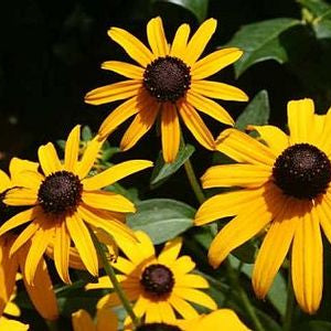 Rudbeckia Goldsturm - Bedding - Windyridge Garden Centre