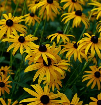 Rudbeckia Ful. Goldstrum - Herbaceous - Windyridge Garden Centre