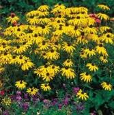 Rudbeckia  Goldstrum