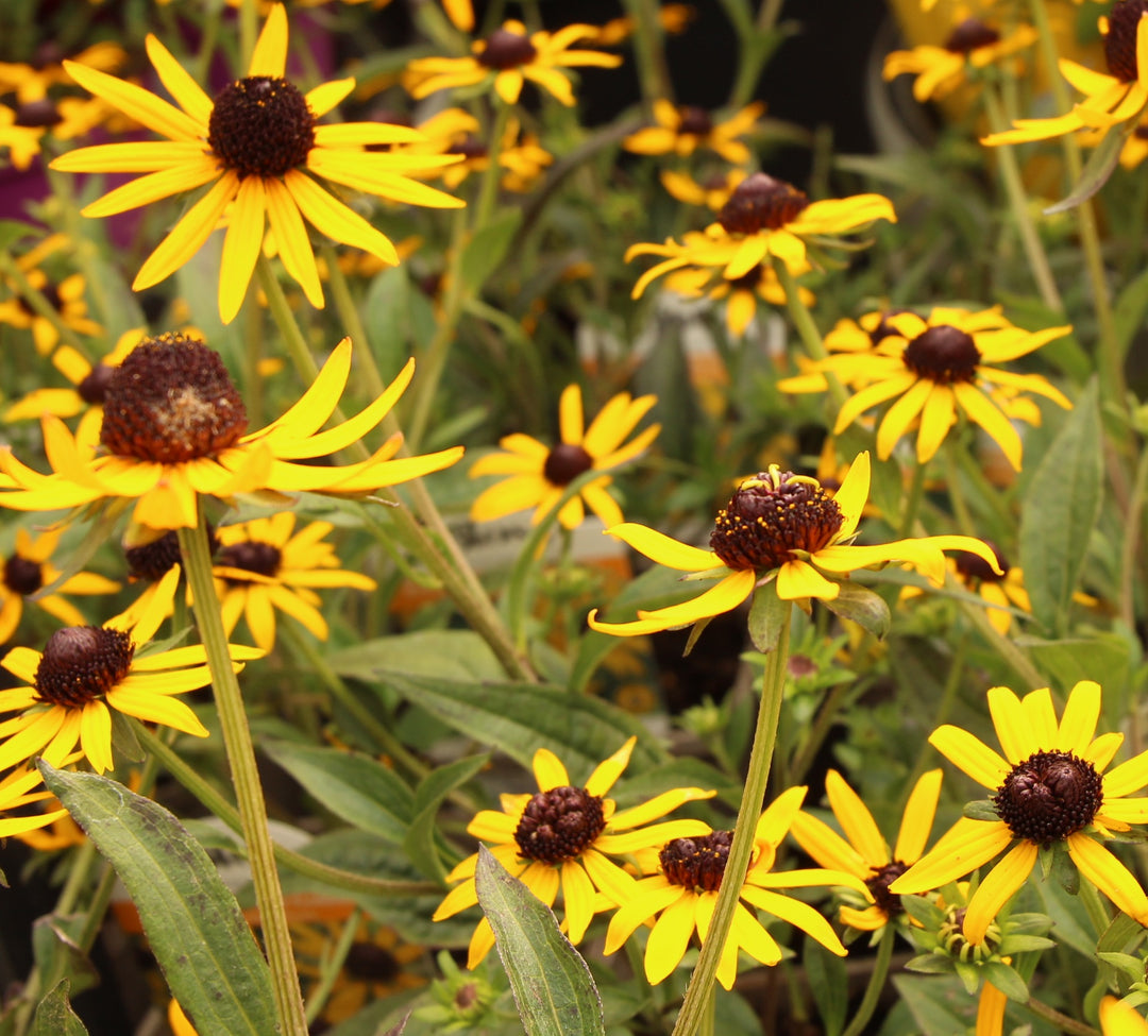 Rudbeckia Little Goldstar