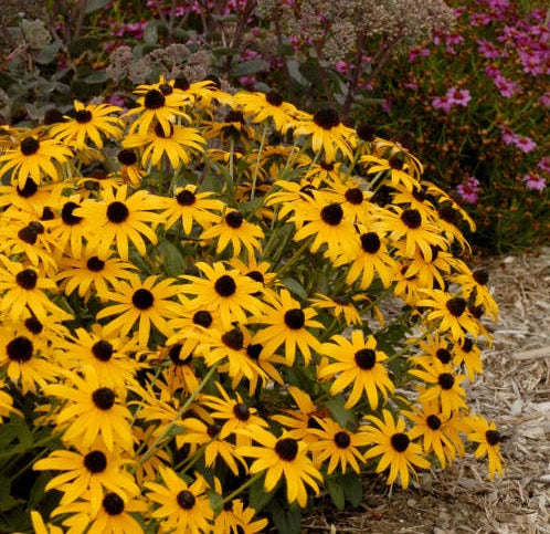 Rudbedkia City Garden - Herbaceous - Windyridge Garden Centre