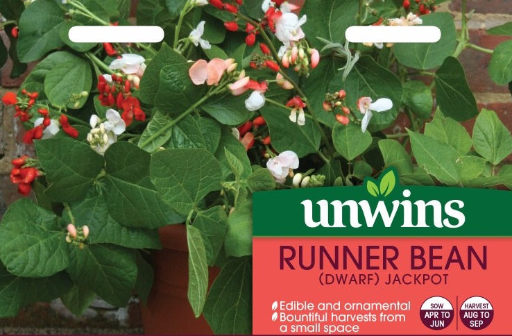 Runner Bean (Dwarf) Jackpot
