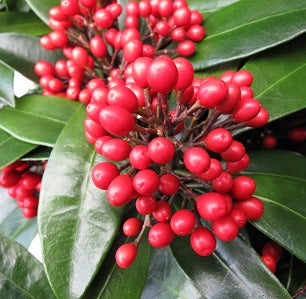Skimmia Japonica Reevesiana - Shrubs - Windyridge Garden Centre