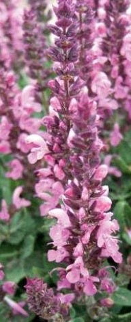 SALVIA Sensation Compact Bright Rose