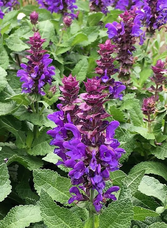 Salvia Nem. Blue Marvel - Herbaceous - Windyridge Garden Centre