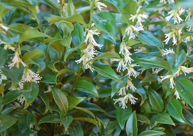 Sarcococca Confusa - Shrubs - Windyridge Garden Centre
