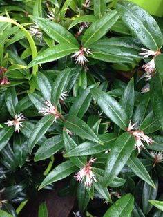 SARCOCOCCA H. WINTER GEM