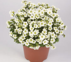 SAXIFRAGA Pearl White