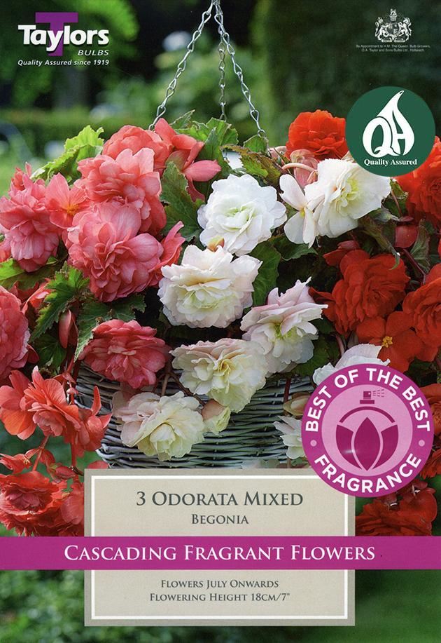 BEGONIA ODORATA MIXED x 3