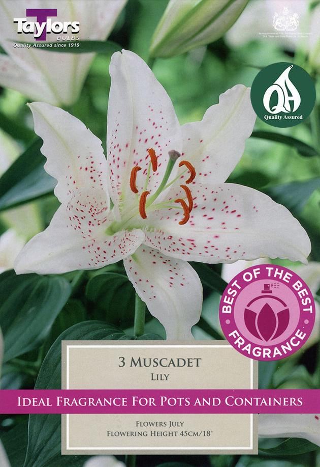 LILY MUSCADET x 3