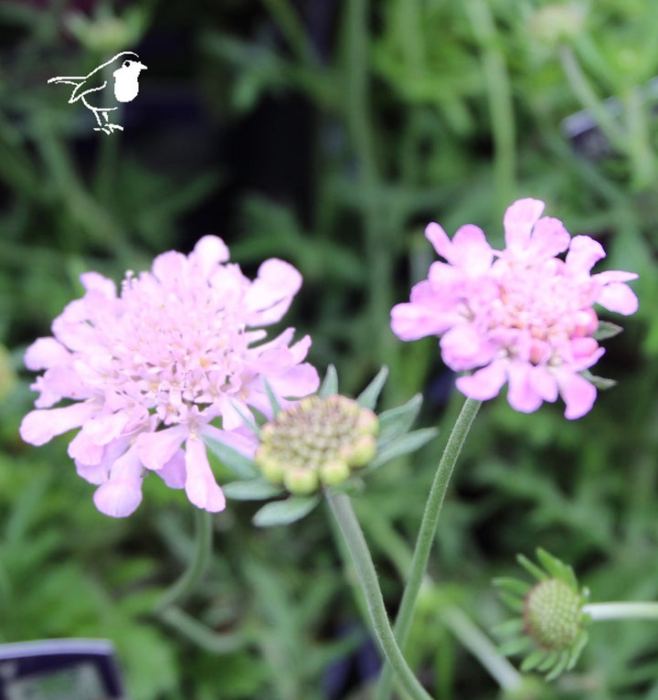 Scabiosa col.  Pink Mist