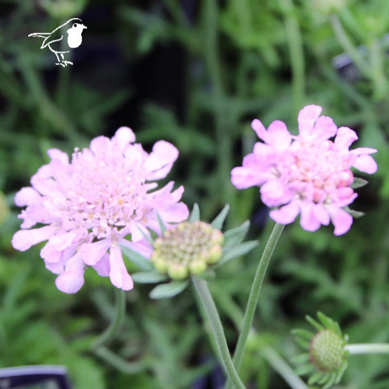 SCABIOSA colum. Pink Mist