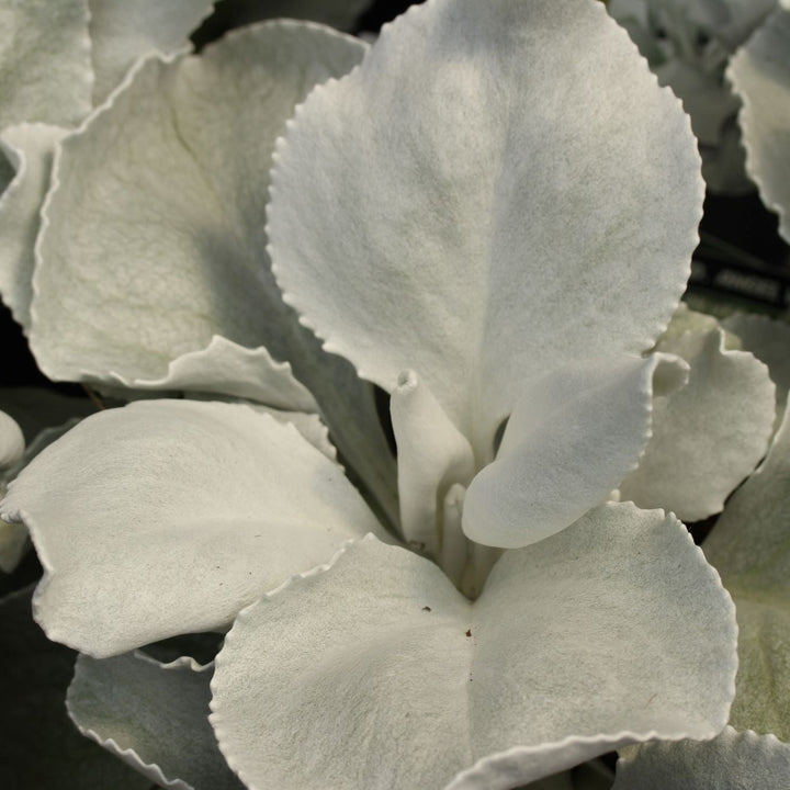 SENECIO-Angel-Wings-Leaf