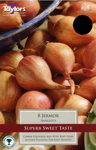 SHALLOT JERMOR X 8