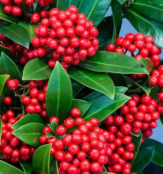 Skimmia Japonica Pabella - Shrubs - Windyridge Garden Centre