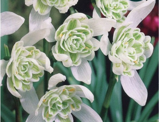 40 SNOWDROPS DOUBLE VALUE PACK   PREPACK