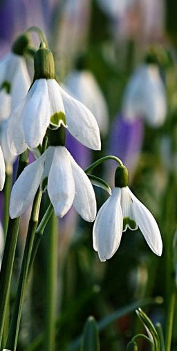 50 SNOWDROPS SINGLE FIELD GROWN VALUE PACK   PREPACK