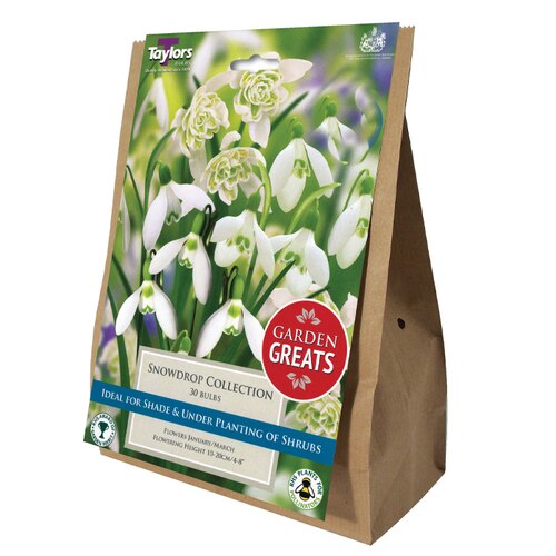 30 SNOWDROP COLLECTION  PREPACK