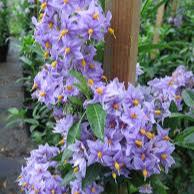 Solanum crispum Glasnevin