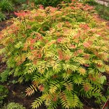Sorbaria Sorb. Sem - Shrubs - Windyridge Garden Centre