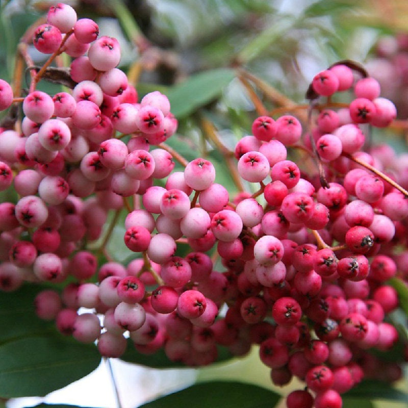 Sorbus hupehensis november pink windyridge garden centre