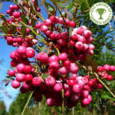 SORBUS VILMORINII