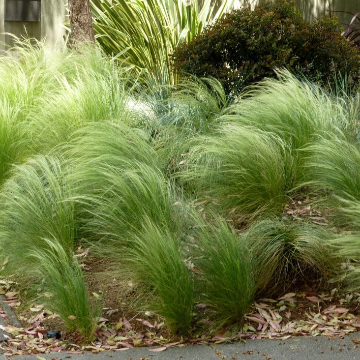 Mexican-Feathergrass-Stipa-Tenuissima-Pony-Tails-Plant