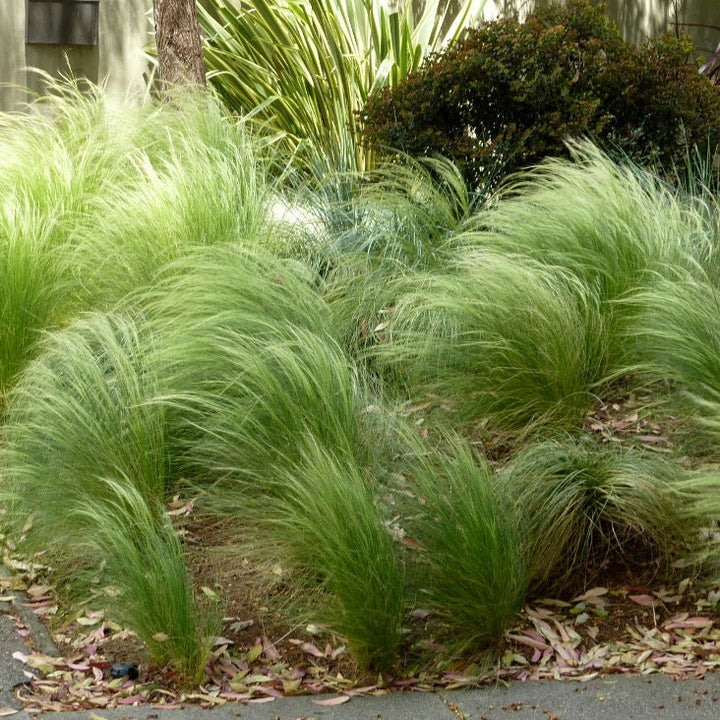 STIPA tenuissima Pony Tails