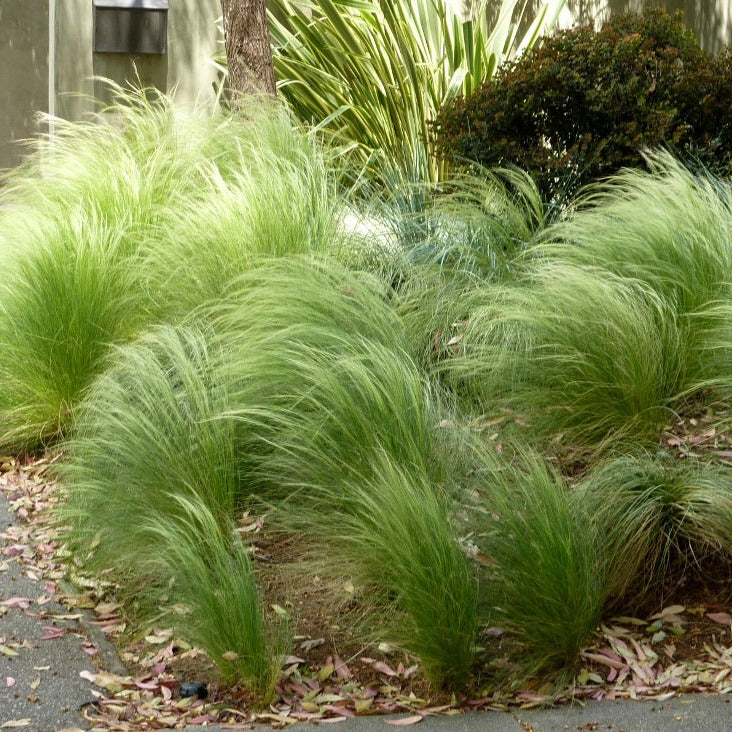 Stipa Ponytails - Herbaceous - Windyridge Garden Centre