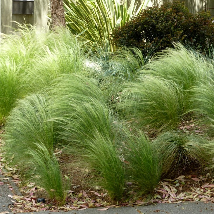 Stipa Tenuissima 'Pony Tails' - Herbaceous - Windyridge Garden Centre