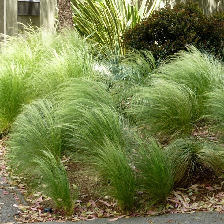 Stipa Tenuissima Pony Tails - Herbaceous - Windyridge Garden Centre