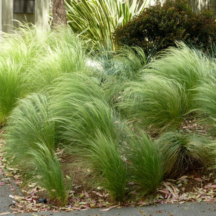 Stipa tenuissima Pony Tails