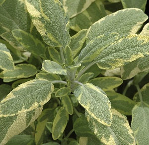 Sage Golden - Grow Your Own - Windyridge Garden Centre