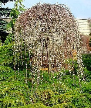 Salix Caprea Kilmarnock - Trees - Windyridge Garden Centre