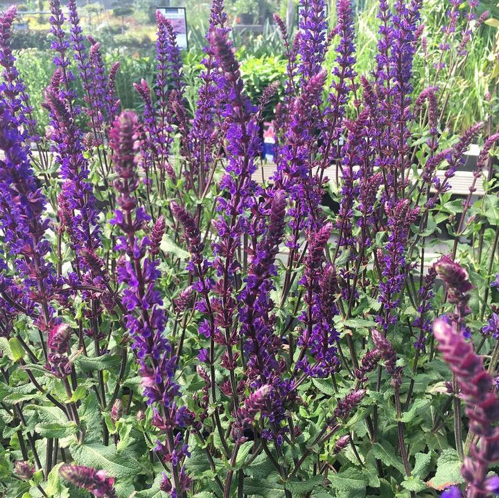 Garden Sage Salvia Nemorosa Caradonna (2Ltr Pot)