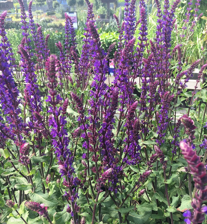 Garden Sage Salvia Nemerosa Caradonna (2Ltr Pot)
