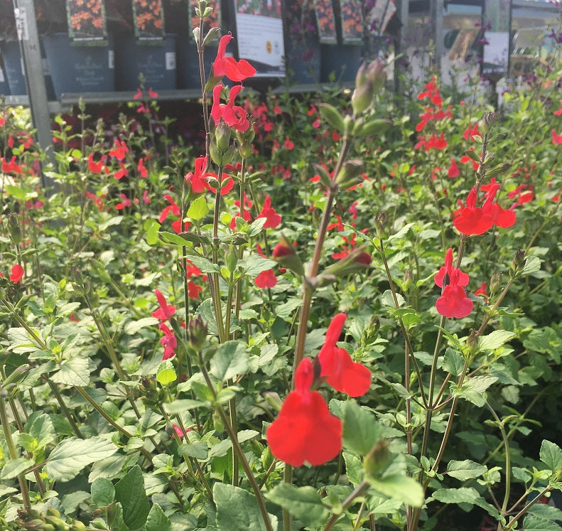 Salvia Micro. Hot Lips - Herbaceous - Windyridge Garden Centre