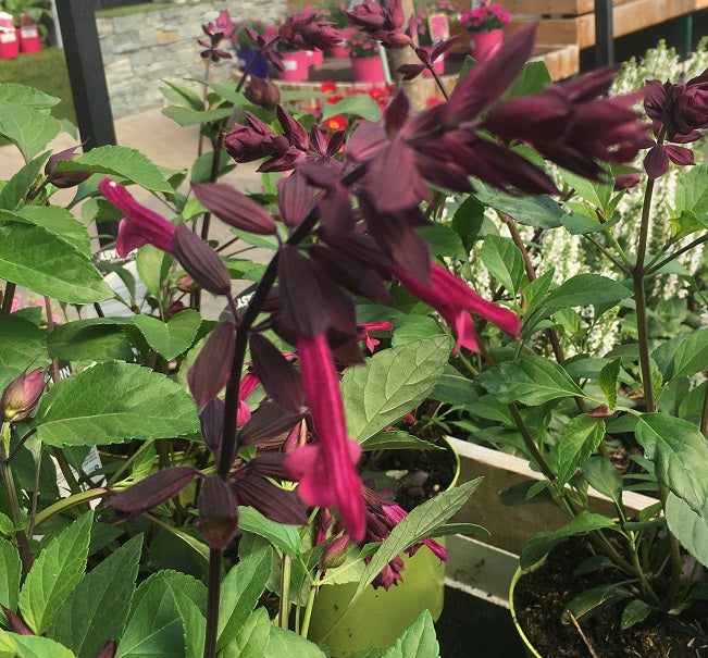 Salvia micr. Love and Wishes 2L