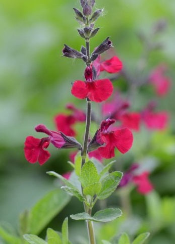 Salvia Makris - Herbaceous - Windyridge Garden Centre