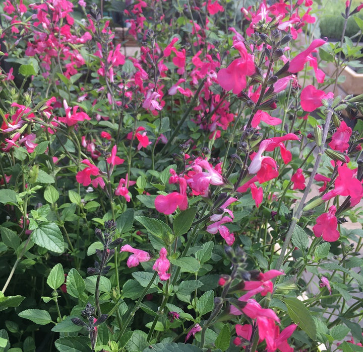 Salvia-Microphylla-Pink Lips-Plant