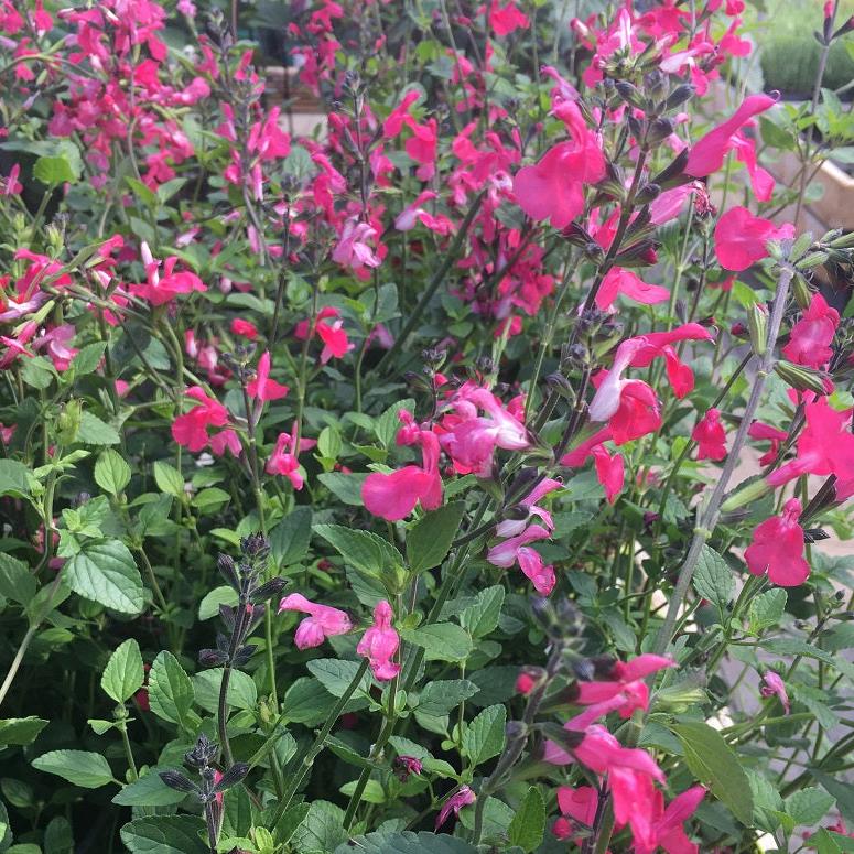 Salvia-Microphylla-Pink Lips-Plant