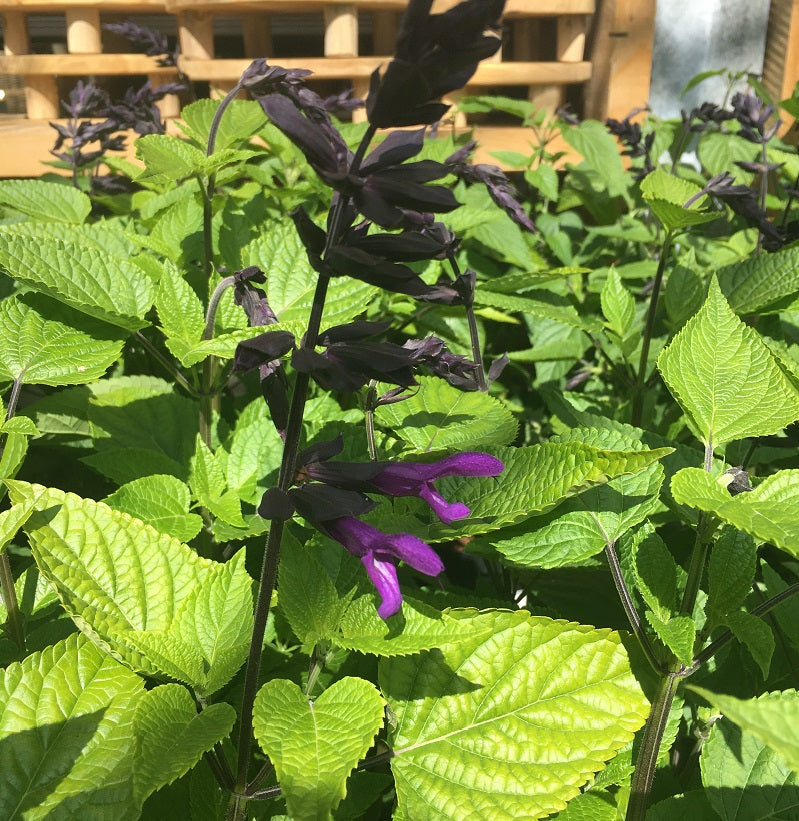 SALVIA Purple & Bloom
