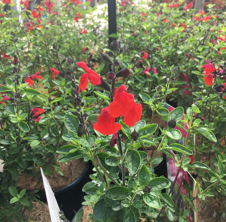 Salvia greggii Royal Bumble