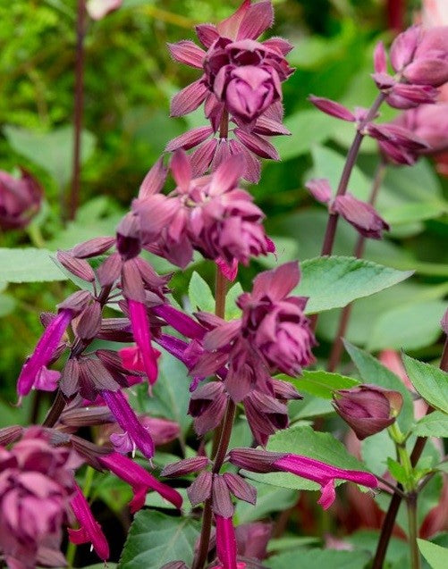 Salvia Love & Wishes