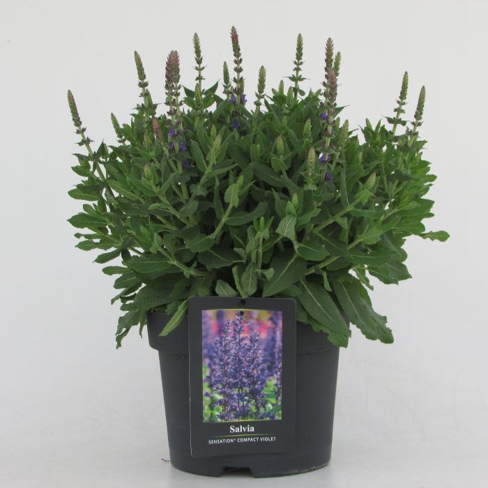SALVIA Sensation Compact Violet