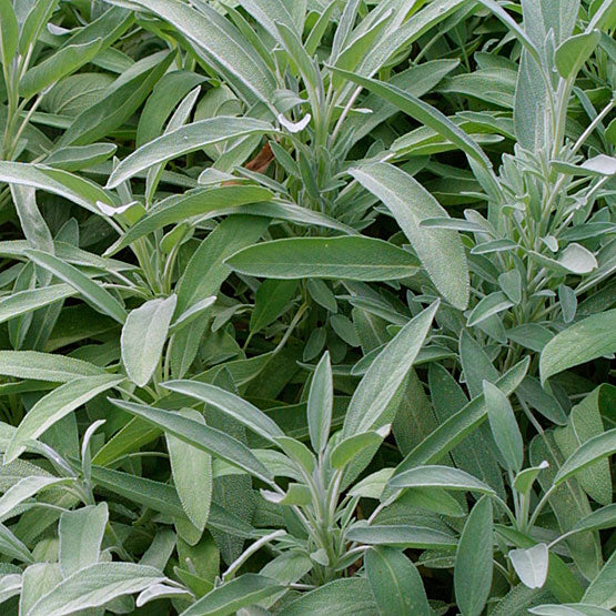 Salvia officinalis Green (Sage)