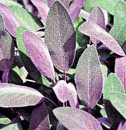 Sage purple