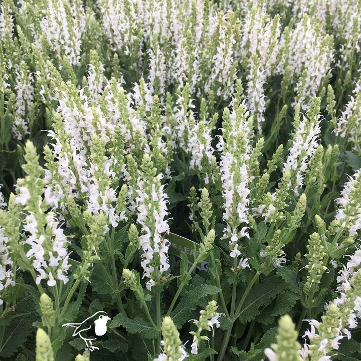 Salvia-Nemorosa-Schneehugel-Plant