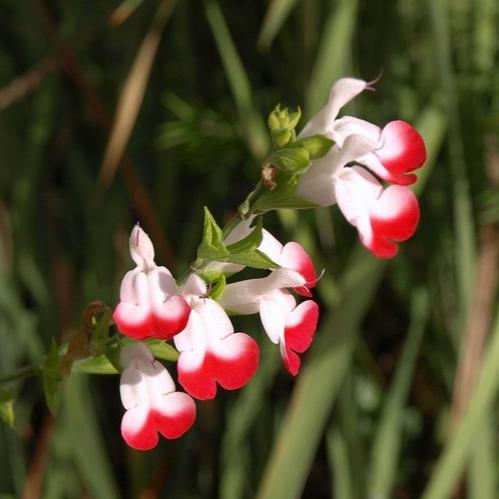 Salvia micro. Hot Lips 2lt Pot - Herbaceous - Windyridge Garden Centre